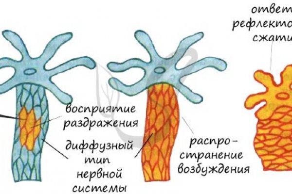 Hydra kraken